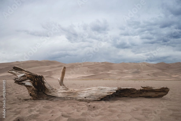 Fototapeta dead tree in the desert