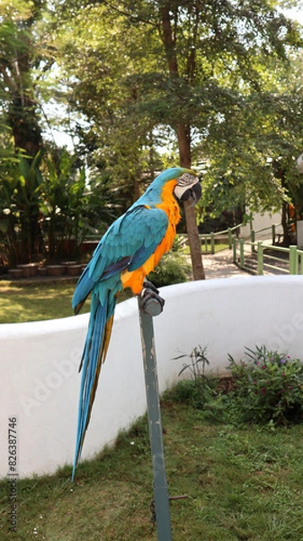 Fototapeta The blue and yellow parrot