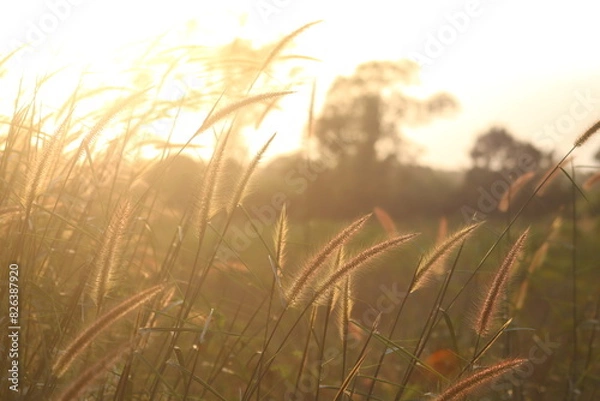 Fototapeta Grass flower, cool light