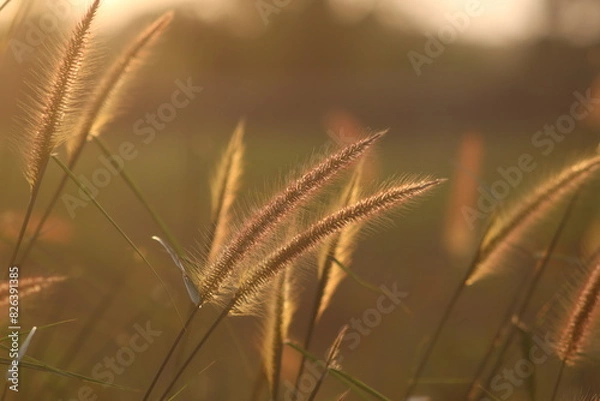 Fototapeta Grass flower, cool light