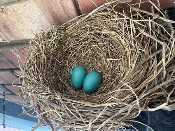 Obraz Bird eggs in a nest