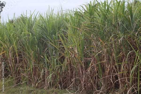 Fototapeta Sugarcane field at sunset Sugarcane is the sweet and healthy herb of the family.