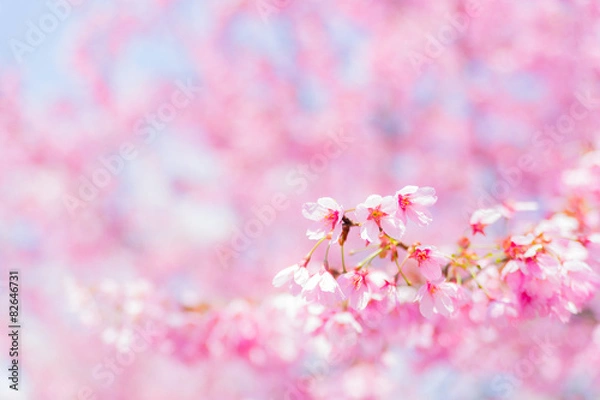 Fototapeta 陽光桜（ヨウコウザクラ）