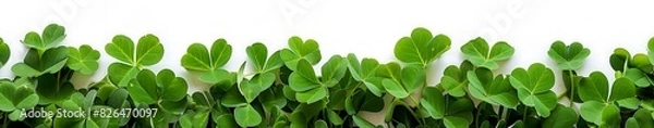 Fototapeta Vibrant green clover plants growing in rows isolated on white background with copy space banner design, St Patrick's Day concept