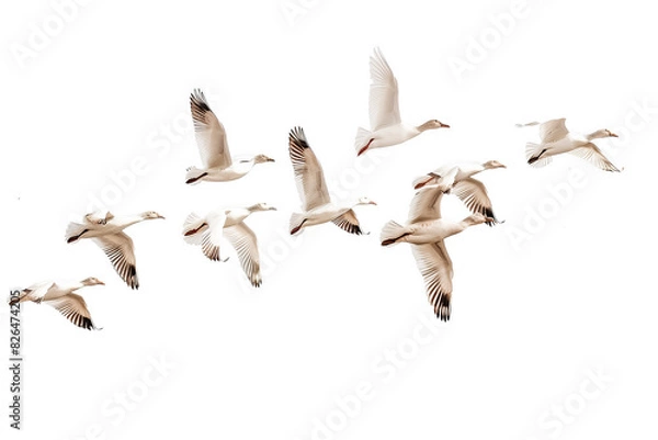 Fototapeta Group of birds isolated on transparent background. Cut out
