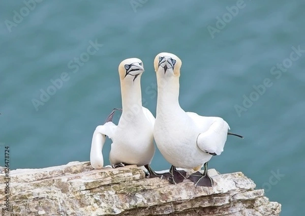 Fototapeta Gannets looking at camera