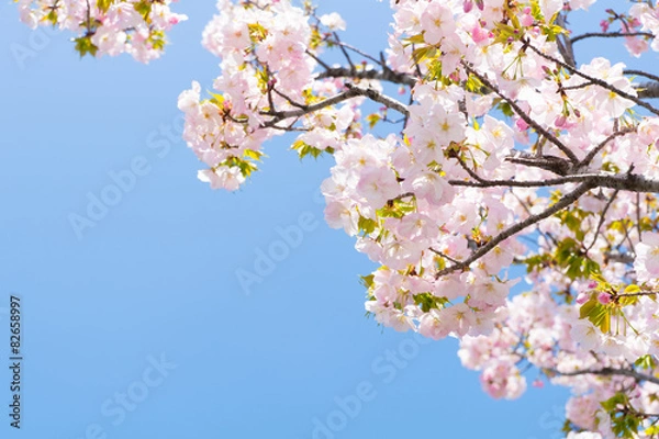 Fototapeta 御車返し（ミクルマガエシ）