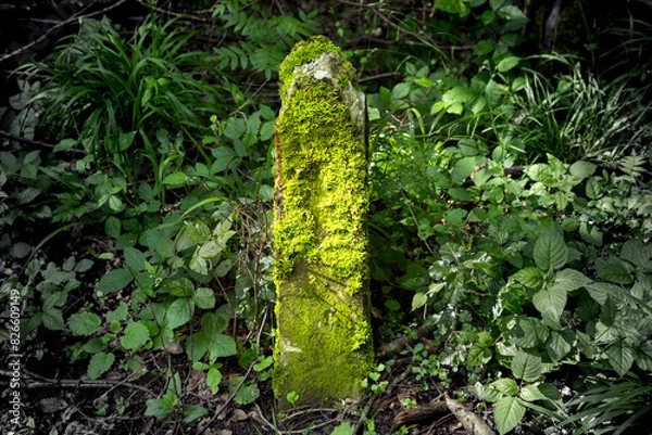 Obraz green moss on stone