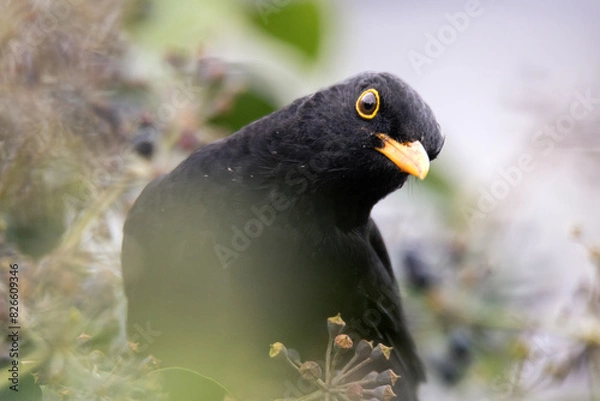 Obraz blackbird closeup