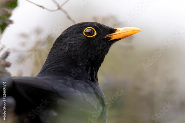Obraz blackbird closeup