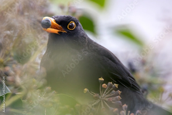 Obraz blackbird closeup