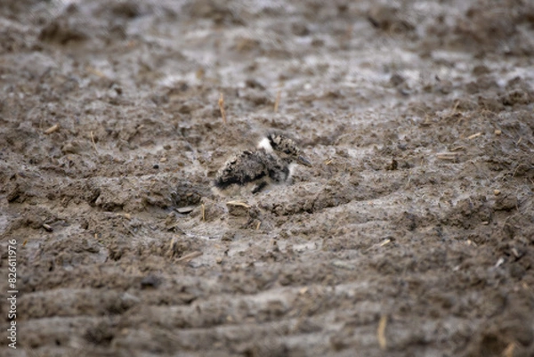 Obraz lapwing chick