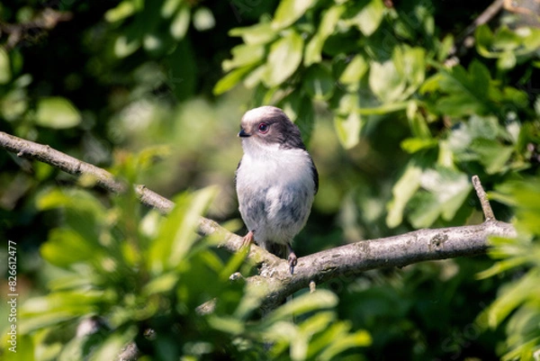 Obraz long-tailed tit