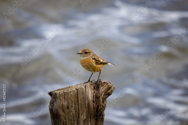 Obraz blackthroat on branch