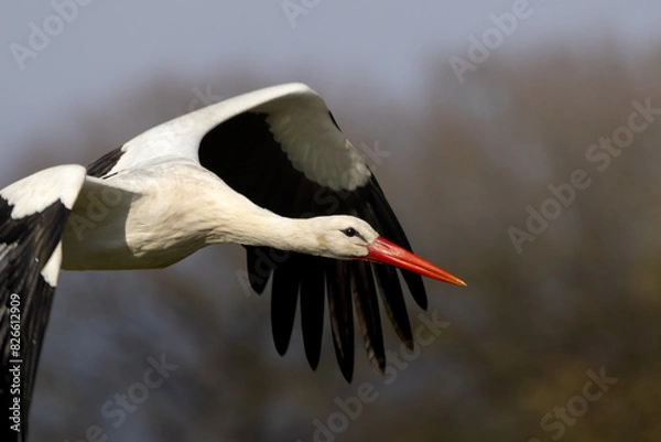 Obraz stork in flight