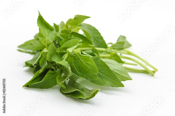 Obraz Hoary basil or lemon basil