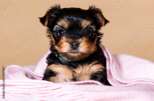Fototapeta cheerful Yorkshire terrier puppy looking