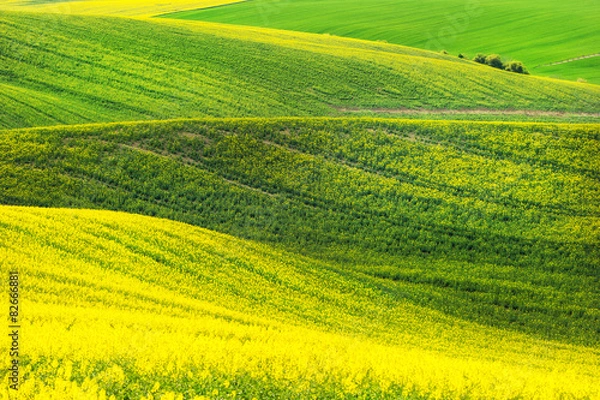 Fototapeta Rape waves fields