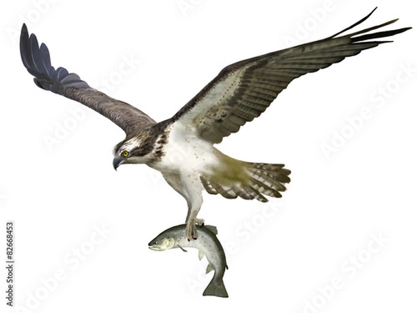 Fototapeta RYBOŁÓW