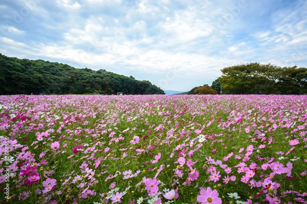 Fototapeta コスモス畑＠佐世保市展海峰