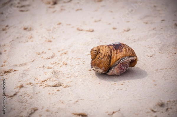Fototapeta hermit Crab soft focus, shallow focus