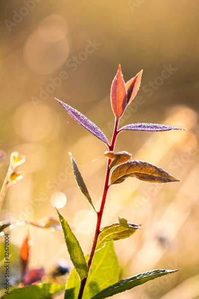 Fototapeta soft leaves, soft focus
