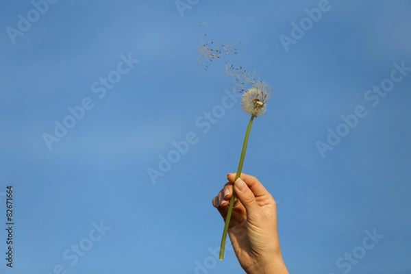 Fototapeta dandelion in the wind