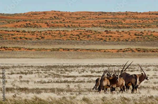 Obraz Africa, Namibia, Wildlife