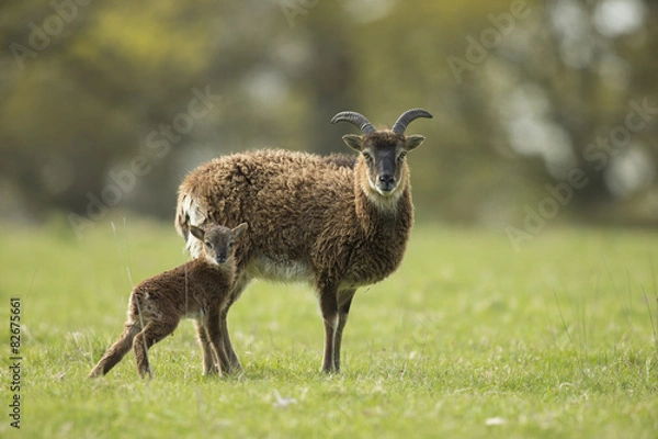 Fototapeta Soay - Ovis aries