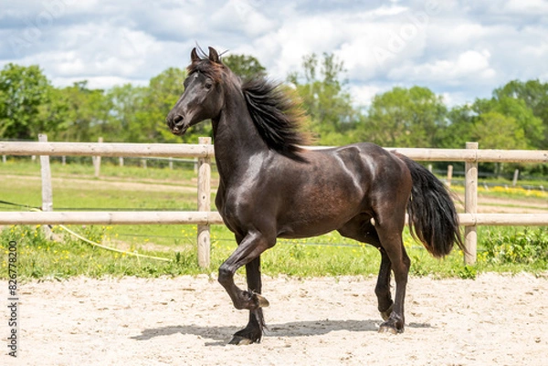 Fototapeta Magnifique cheval de race frison dans un élevage 