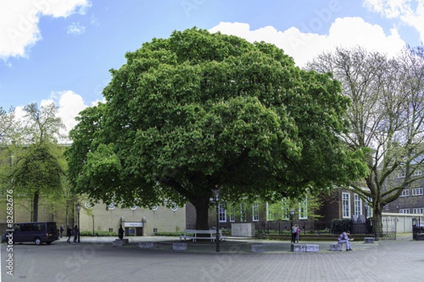 Obraz Green tree in the city