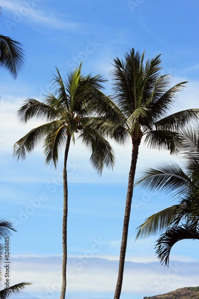 Fototapeta Coconut Trees on the Beach