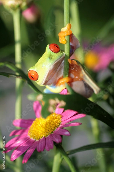 Obraz red eyed tree frog