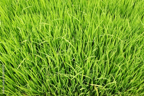 Fototapeta Seedlings for planting rice with machines.