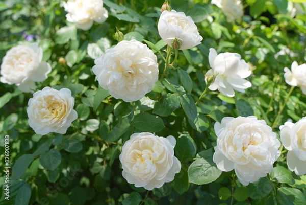 Obraz 日本の横浜の港の見える丘公園のバラの花など