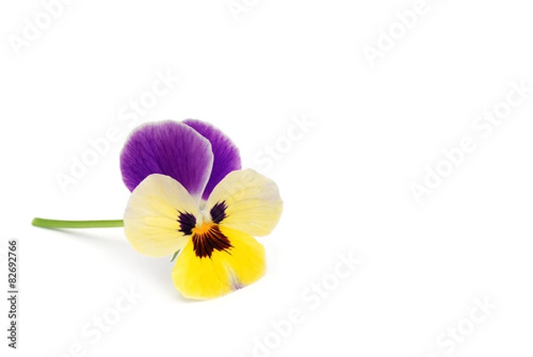 Obraz Stiefmütterchen