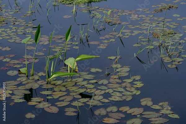 Obraz lilies in the pond