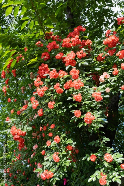 Fototapeta 神奈川県横浜市　横浜イングリッシュガーデンのバラ