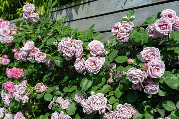 Fototapeta 神奈川県横浜市　横浜イングリッシュガーデンのバラ