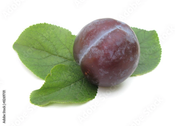 Obraz Plum perfect with leaves