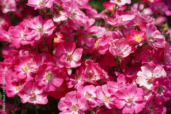 Fototapeta a beautiful rose in the weeds