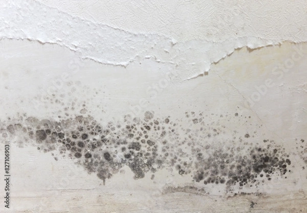 Fototapeta Black spots of toxic mold and mildew bacteria on a white wall. Concept of condensation, moisture, water infiltration, high humidity