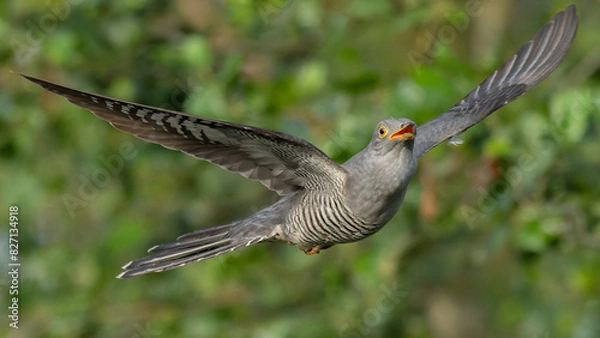 Obraz cuckoo in flight, green trees in the background 