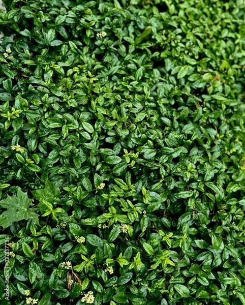 Obraz green leaves background