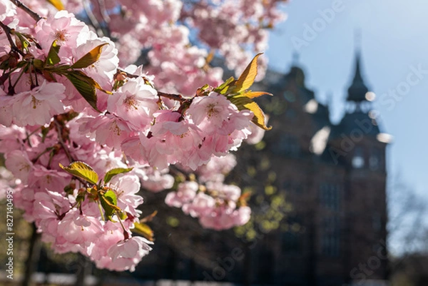Fototapeta Sakura blossom in spring