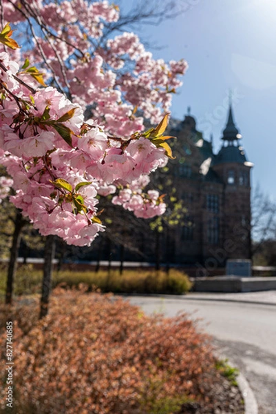 Fototapeta Sakura blossom in spring