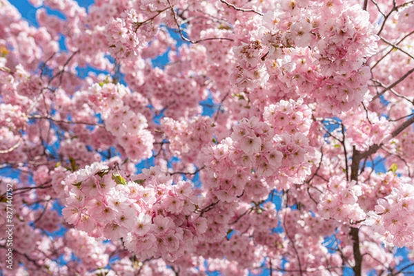 Fototapeta Sakura blossom in spring