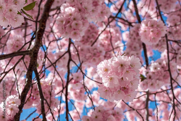 Fototapeta pink sakura blossom in spring
