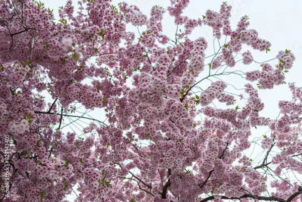 Fototapeta blossom in spring