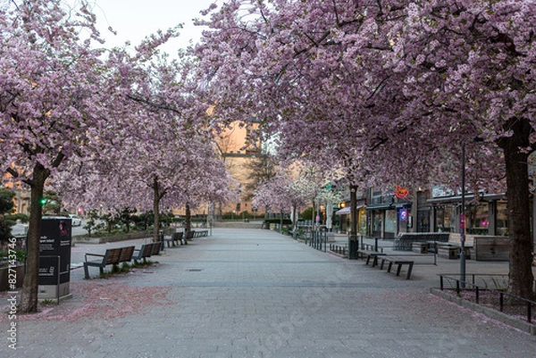 Fototapeta spring in Stockholm